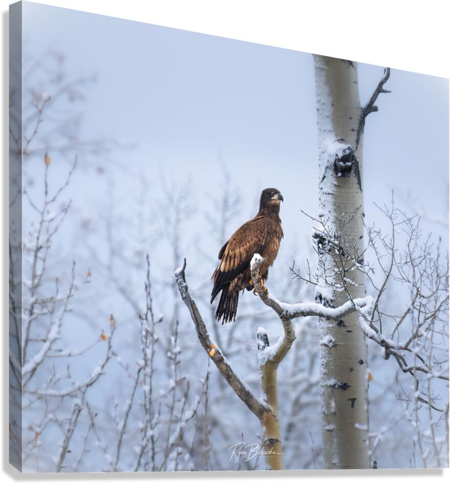 Young Eagle Canvas Print