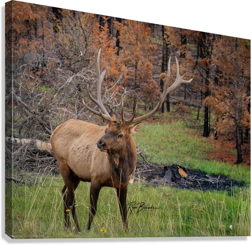 A New Beginning Canvas Print