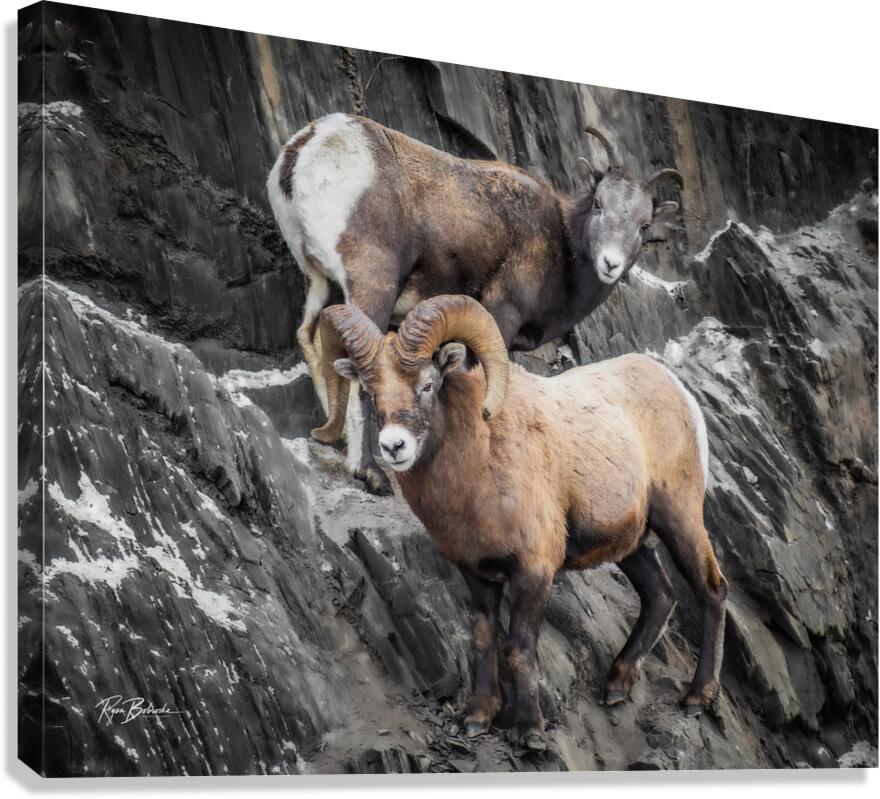 Her Majesty Canvas Print