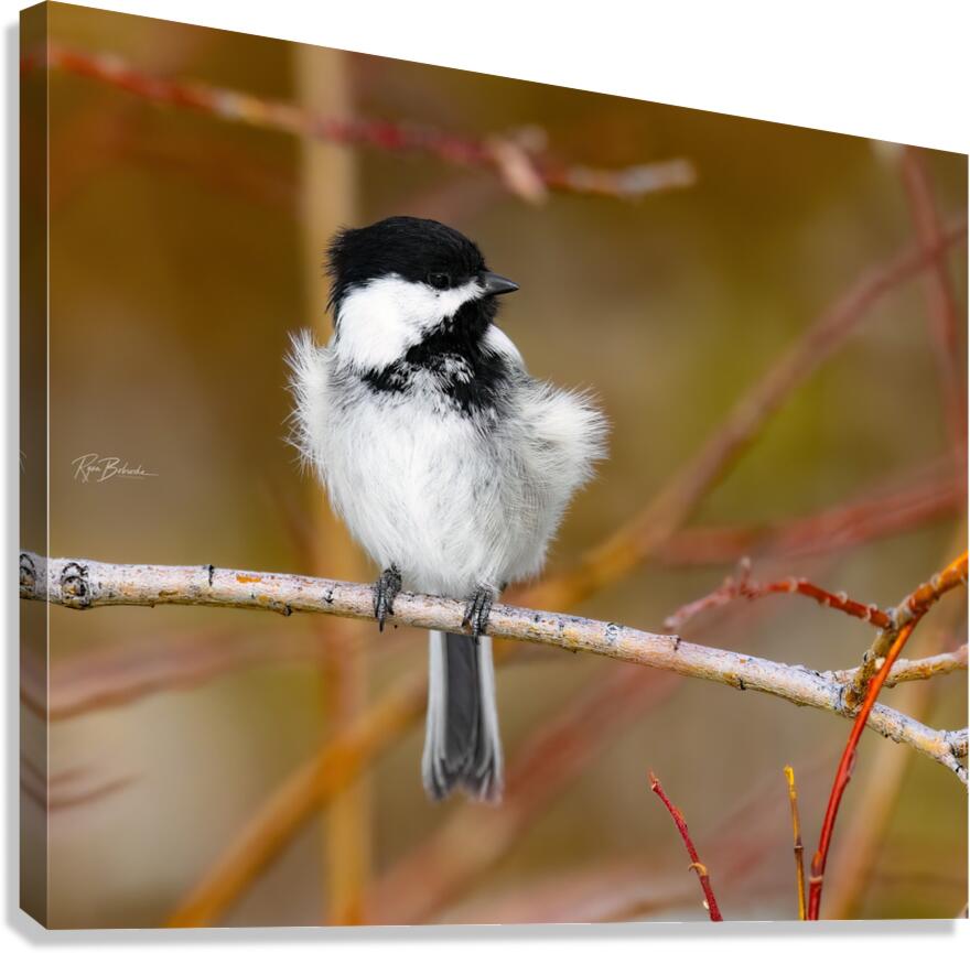 Black Capped Chickadee Canvas Print