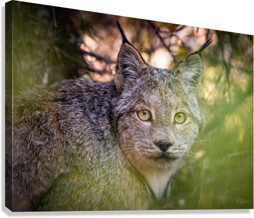 Eye Contact Canvas Print
