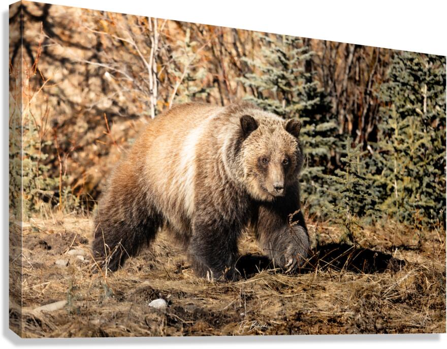 Nomadic Nemesis Canvas Print