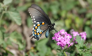Butterfly 241