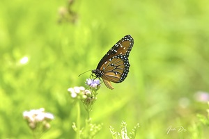 Butterfly 237