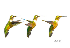 3 Hummingbirds Trio