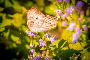 Butterfly 236