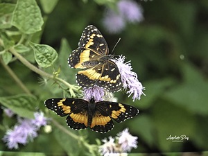 Butterfly by Anselmo Diaz