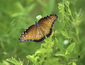 Butterfly by Anselmo Diaz