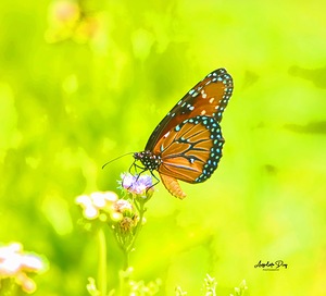 Butterfly by Anselmo Diaz