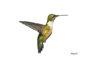 Buff-Bellied Hummingbirds