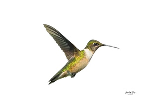 Buff-Bellied Hummingbird
