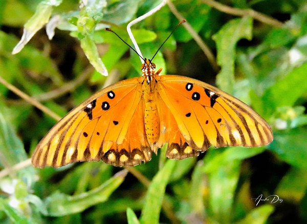 Butterfly 244 by Anselmo Diaz