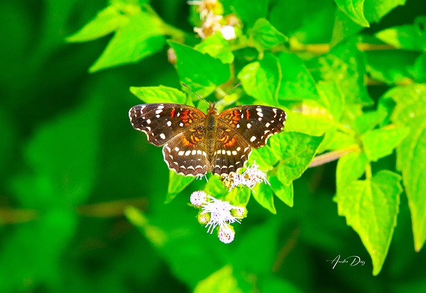 Butterfly 239 by Anselmo Diaz