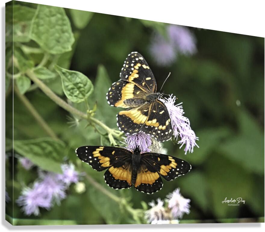 Butterfly Canvas Print