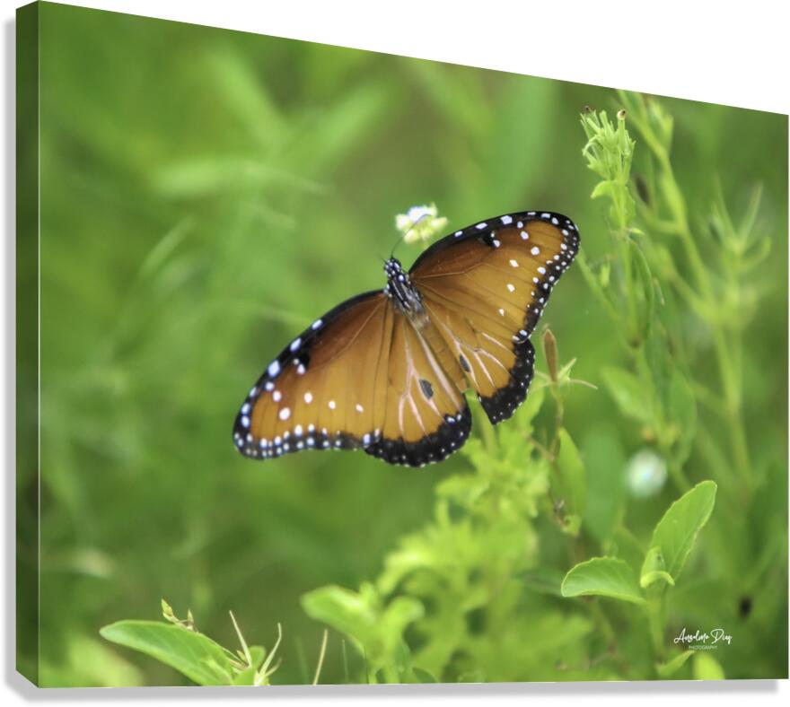 Butterfly Canvas Print