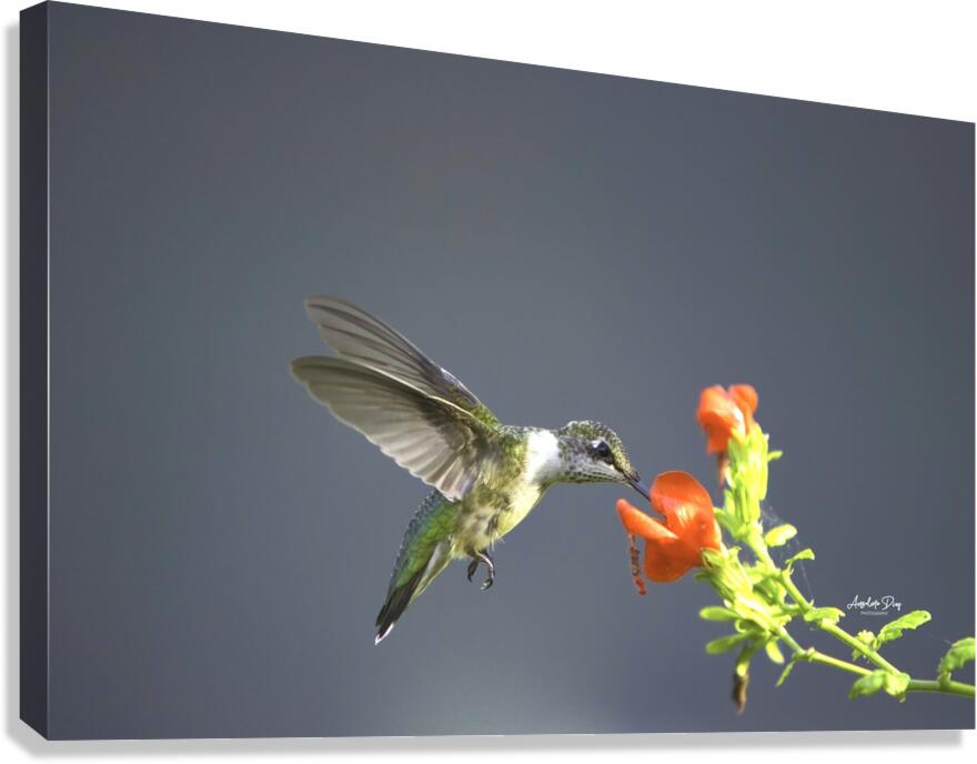 HUM2 Canvas Print
