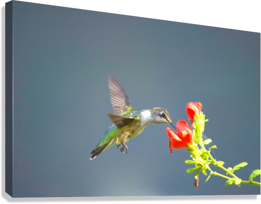 HUM3A Canvas Print