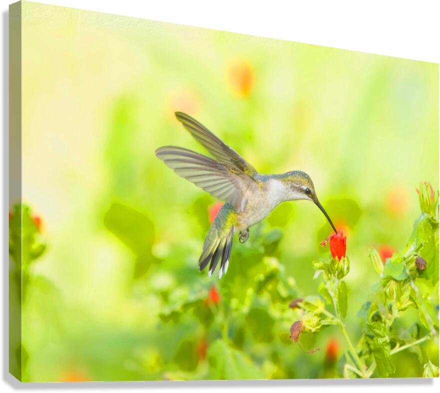 HUM12A Canvas Print