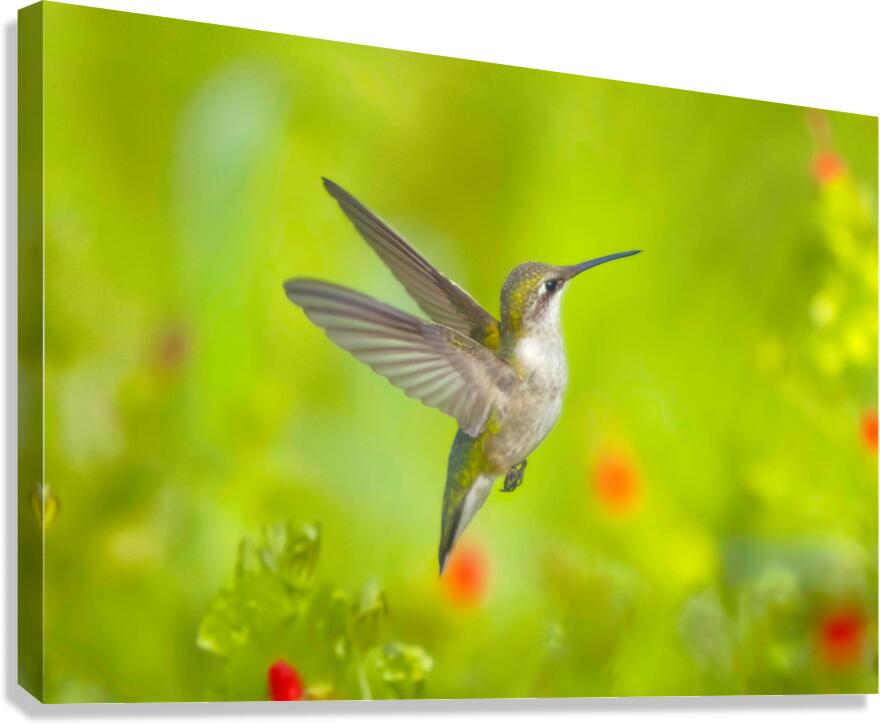 HuM4A Canvas Print