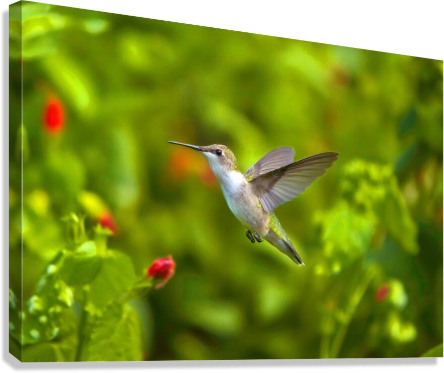 HUM7A Canvas Print