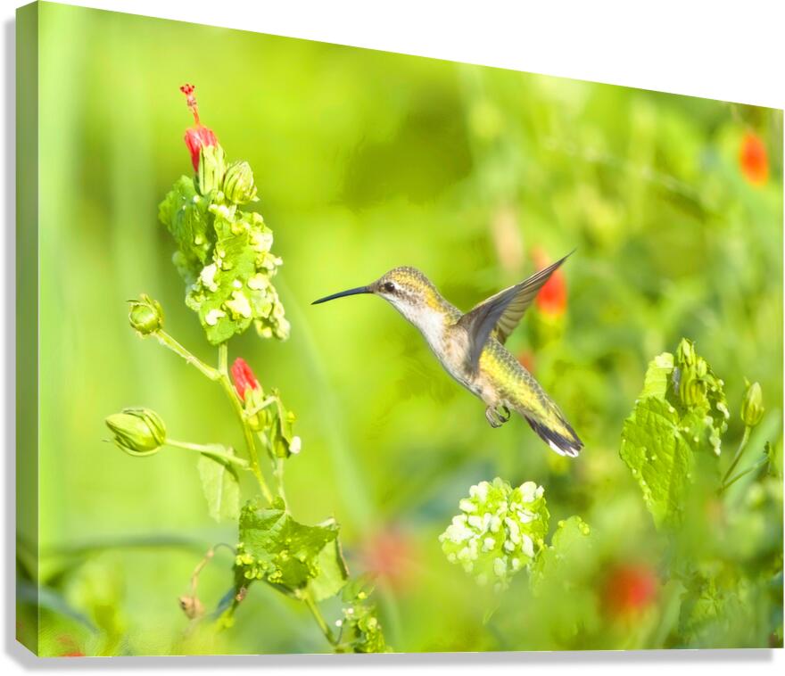 HUM10A Canvas Print