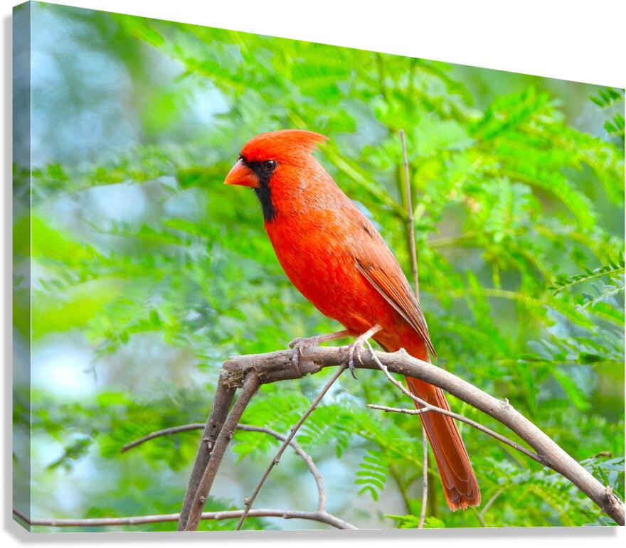 Red Car232 Canvas Print