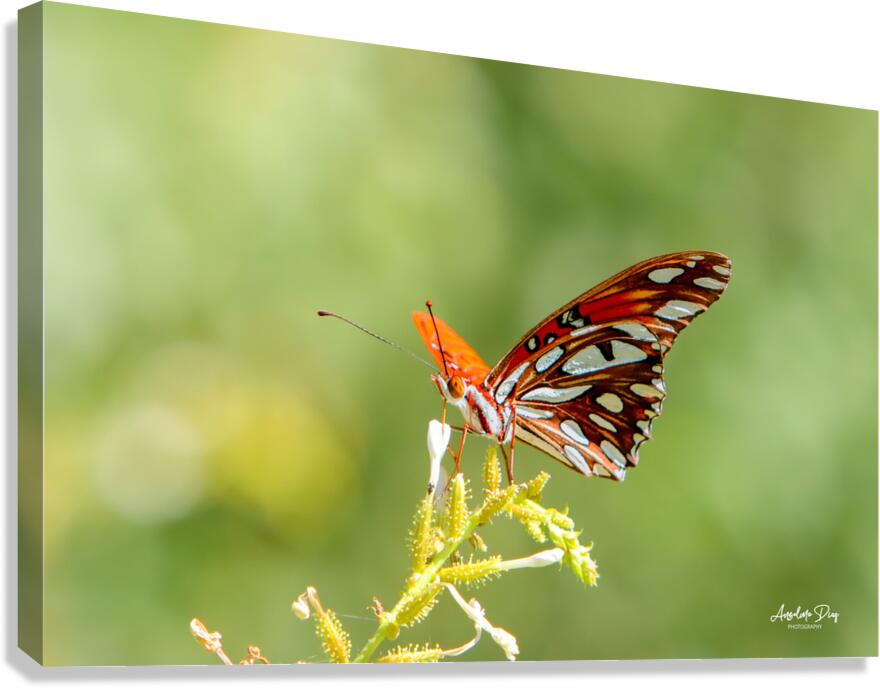 Butterfly 235 Canvas Print