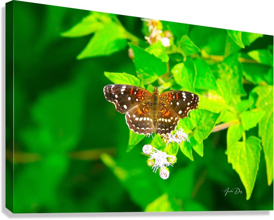 Butterfly 239 Canvas Print
