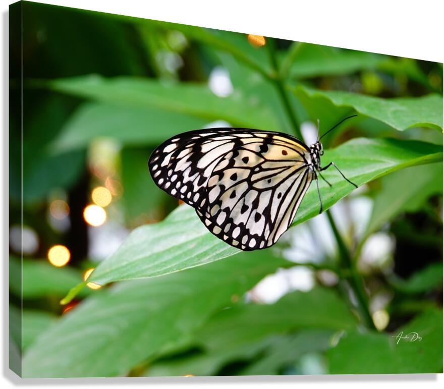 Butterfly 242 Canvas Print