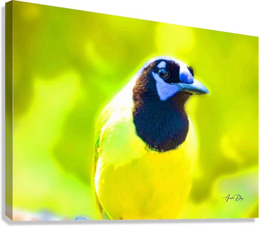 Green Jay Canvas Print