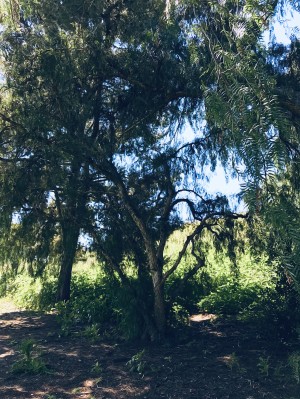    Apparel Of the Earth