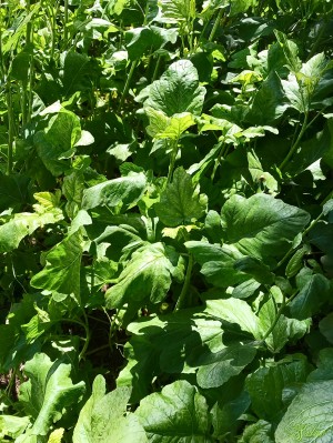 Breath of Green