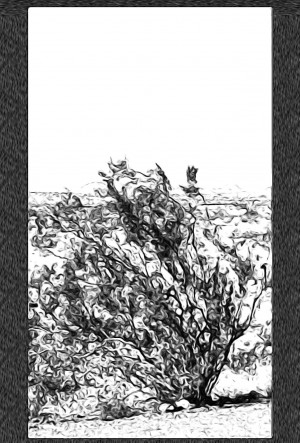 Whispering Winds