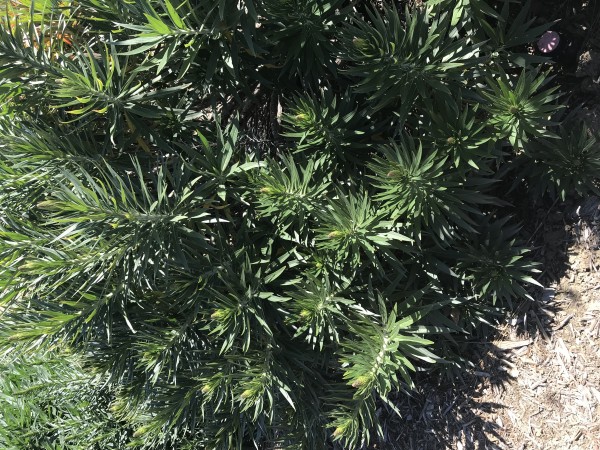 Nature’s Own  Print