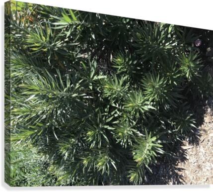 Nature’s Own  Canvas Print