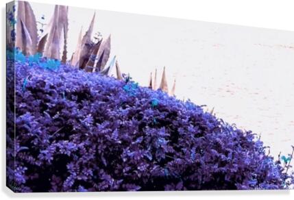 Dancing Violet  Canvas Print