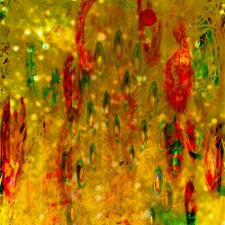 Dreams of Marigolds