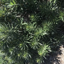 Nature’s Own