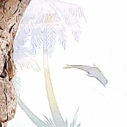 Beautiful encounters 