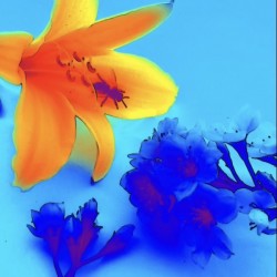 Sweetness In La Fleur 