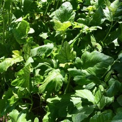Breath of Green