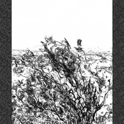 Whispering Winds