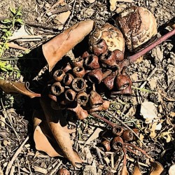 Nature’s Creations