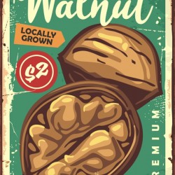 walnut