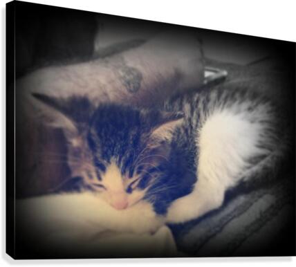 sleepy cortez Canvas Print