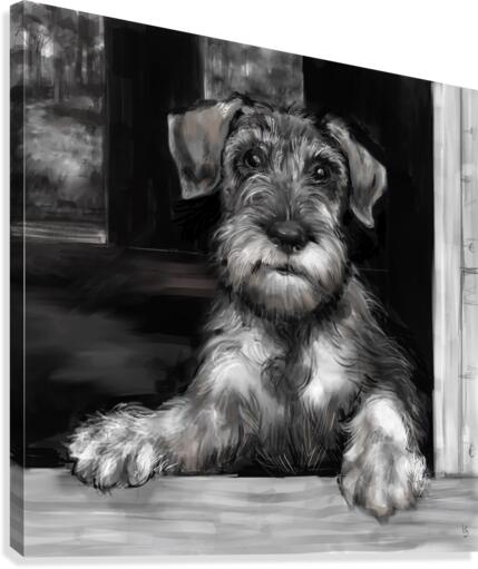 Schnauzer Pup Canvas Print