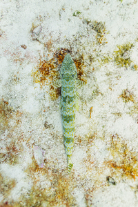Cozumel Lizard Fish
