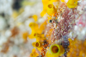 Cozumel Secretary Blenny