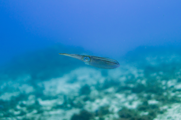Cuttlefish from Cozumel by Sarah Teng