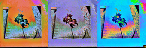 3 Orchids